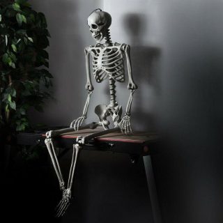 Halloween | 5.4 Feet Halloween Skeleton Life Size Realistic Full Body Hanging White Halloween Halloween